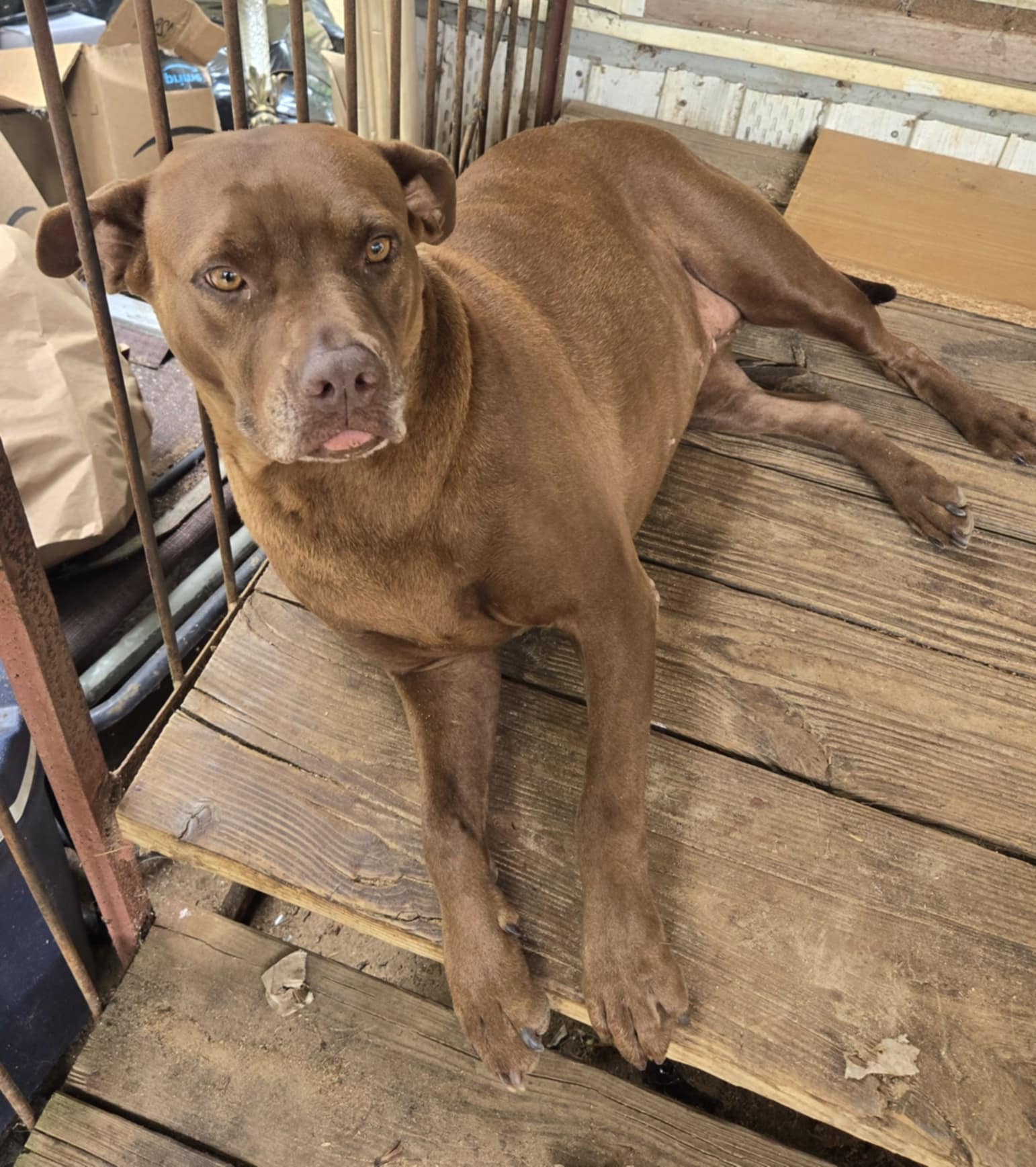 Enlarge Lulu, a Adoptable Pit Bull Terrier in Valdosta, GA image 3/5