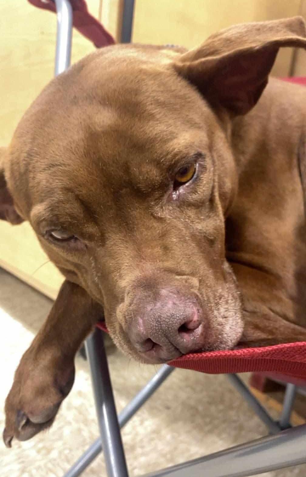 Lulu, Adoptable, Adult Female Pit Bull Terrier.