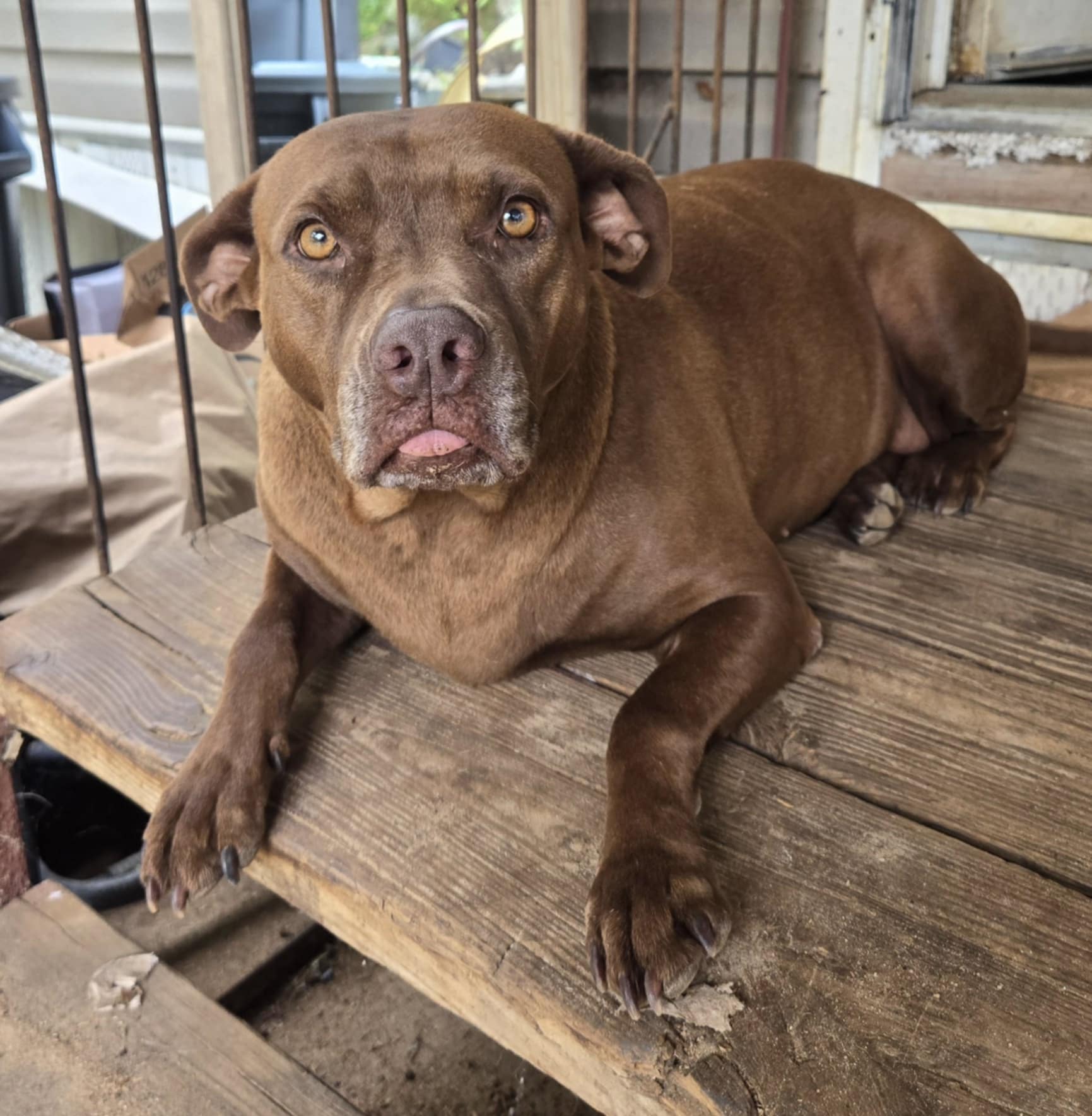Enlarge Lulu, a Adoptable Pit Bull Terrier in Valdosta, GA image 5/5