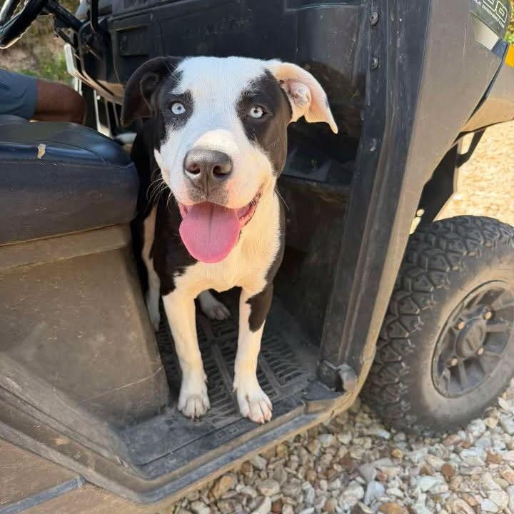 Enlarge Ledger, a Adoptable mixed breed in Hollister, MO image 3/4