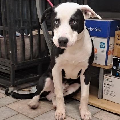Enlarge Ledger, a Adoptable mixed breed in Hollister, MO image 4/4