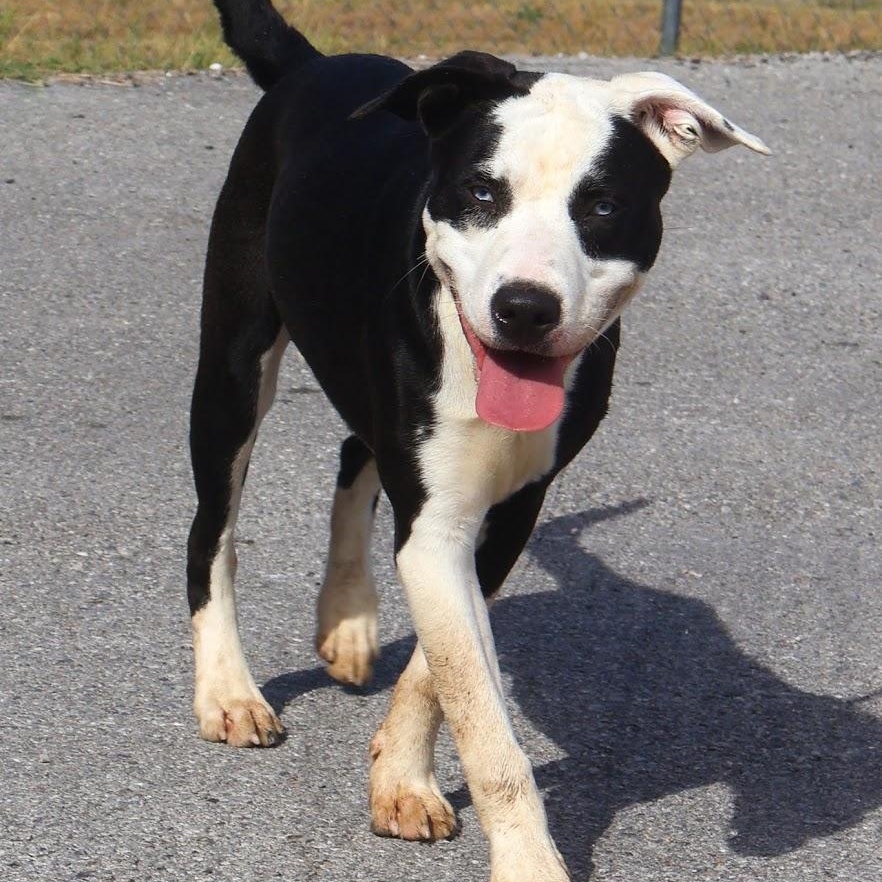 Enlarge Ledger, a Adoptable mixed breed in Hollister, MO image 1/4