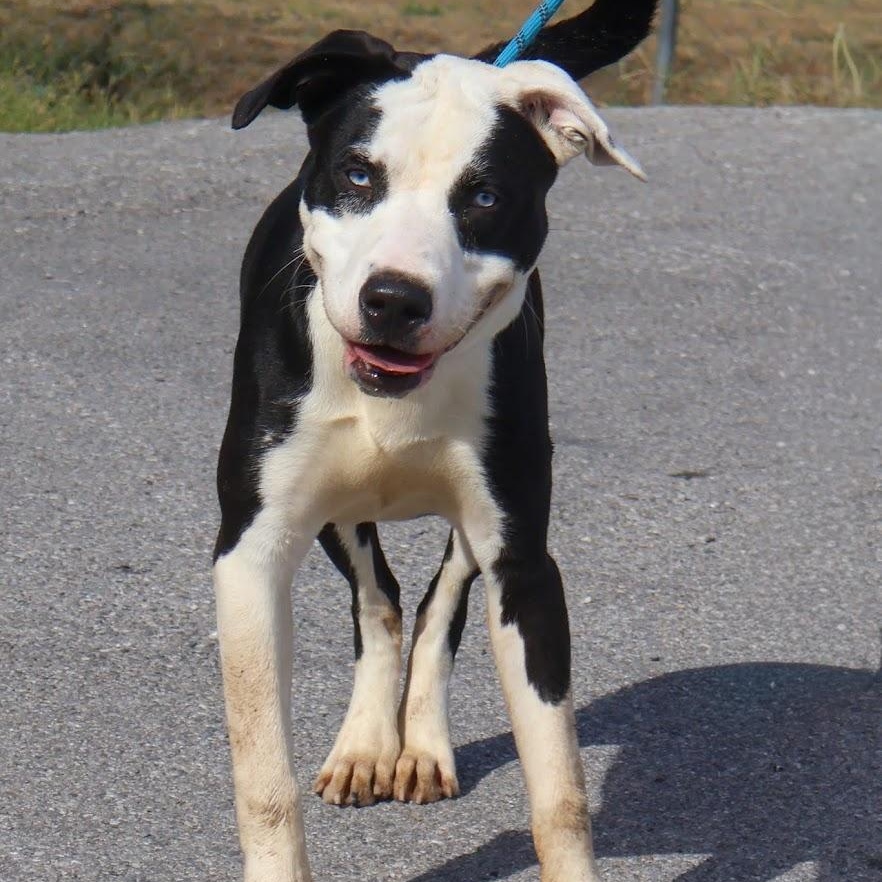 Enlarge Ledger, a Adoptable mixed breed in Hollister, MO image 2/4
