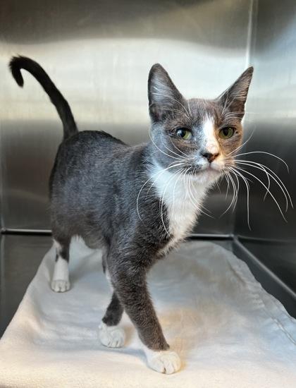 Alani, a Adoptable mixed breed in Walla Walla, WA image 1/4