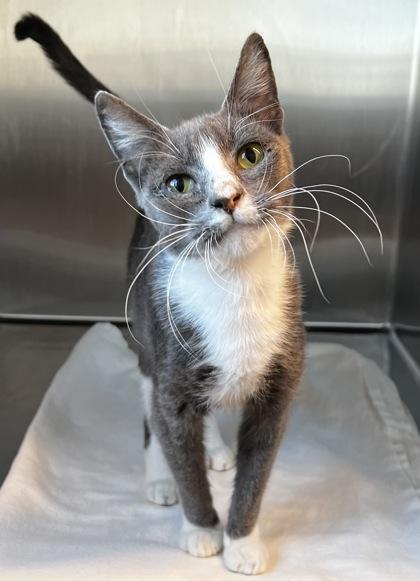 Alani, a Adoptable mixed breed in Walla Walla, WA image 2/4