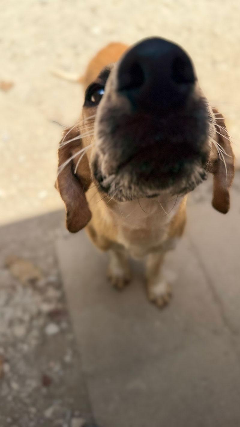 Enlarge Rascal, a Adoptable Redbone Coonhound in Horseshoe Bend, AR image 3/3