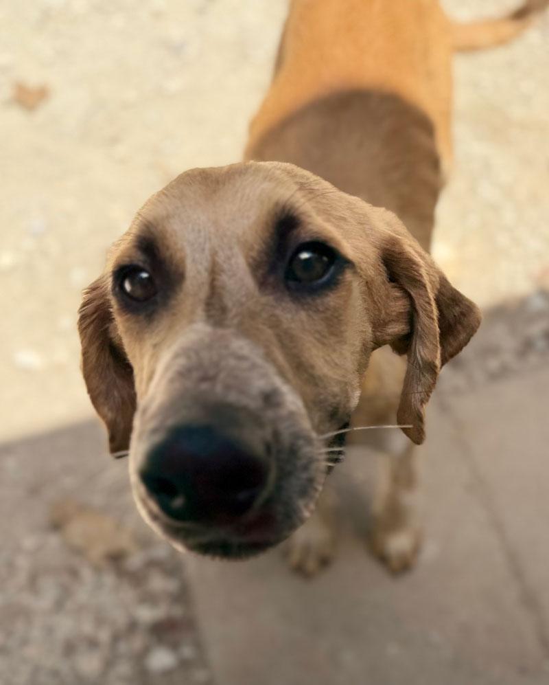 Rascal, Adoptable, Young Male Redbone Coonhound.
