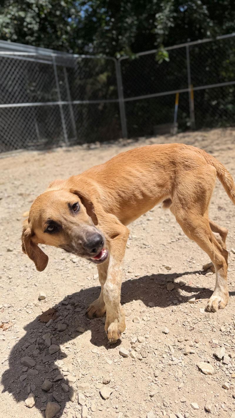 Enlarge Rascal, a Adoptable Redbone Coonhound in Horseshoe Bend, AR image 2/3