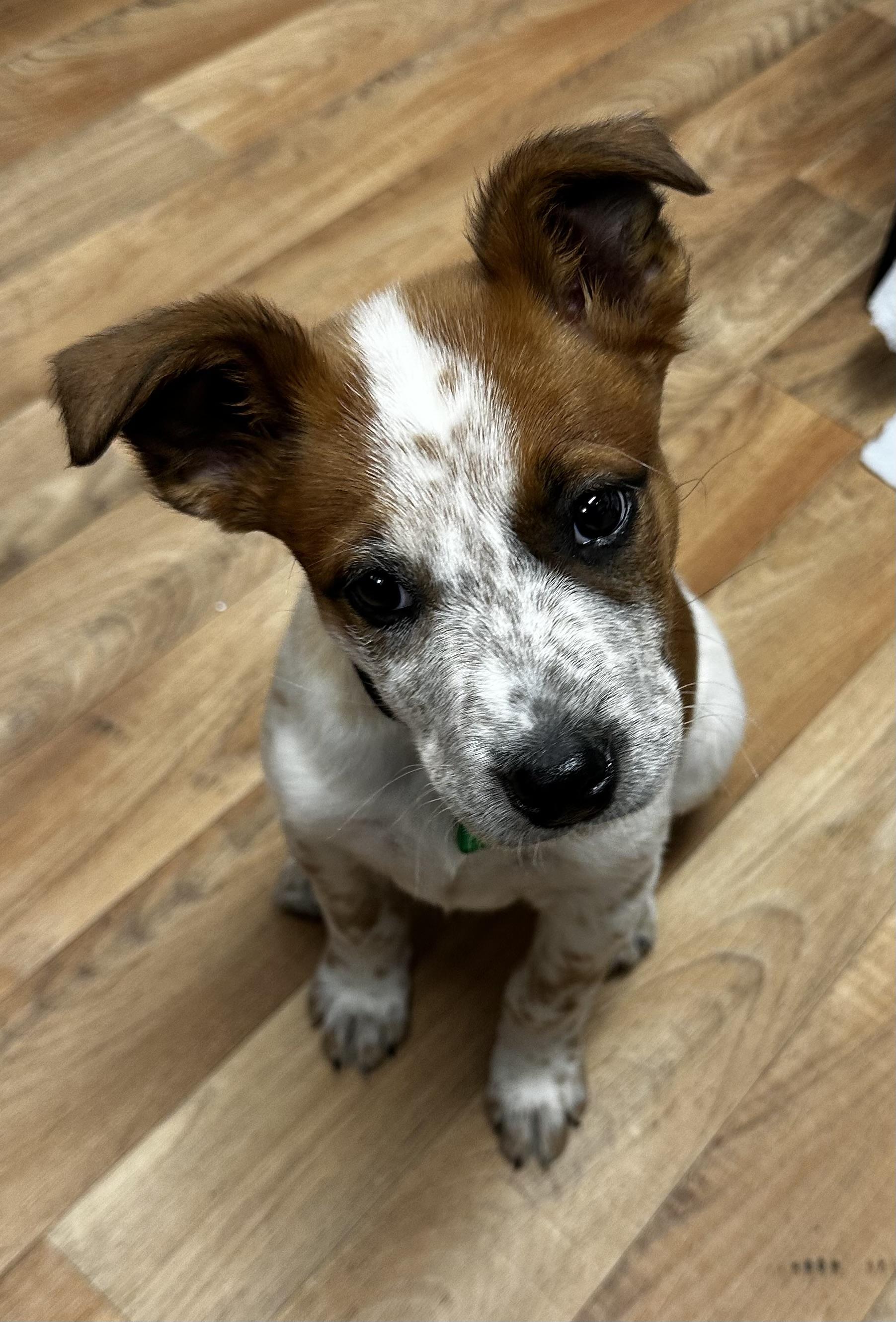 Enlarge Rowdy, an adopted mixed breed in Jackson, WY image 2/3