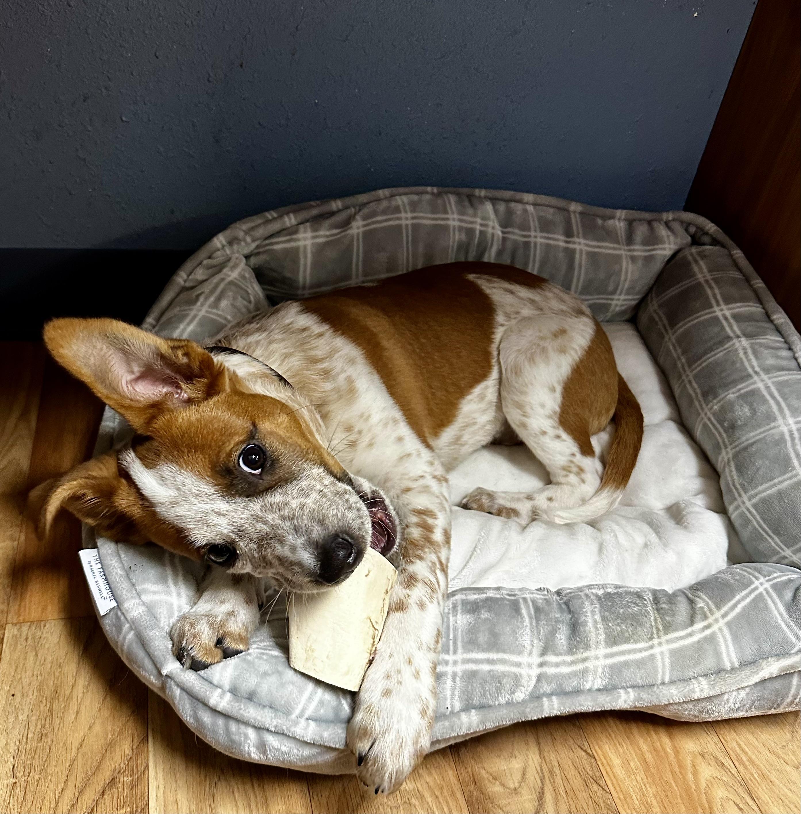 Rowdy, ADOPTABLE, Puppy Male Australian Cattle Dog / Blue Heeler.