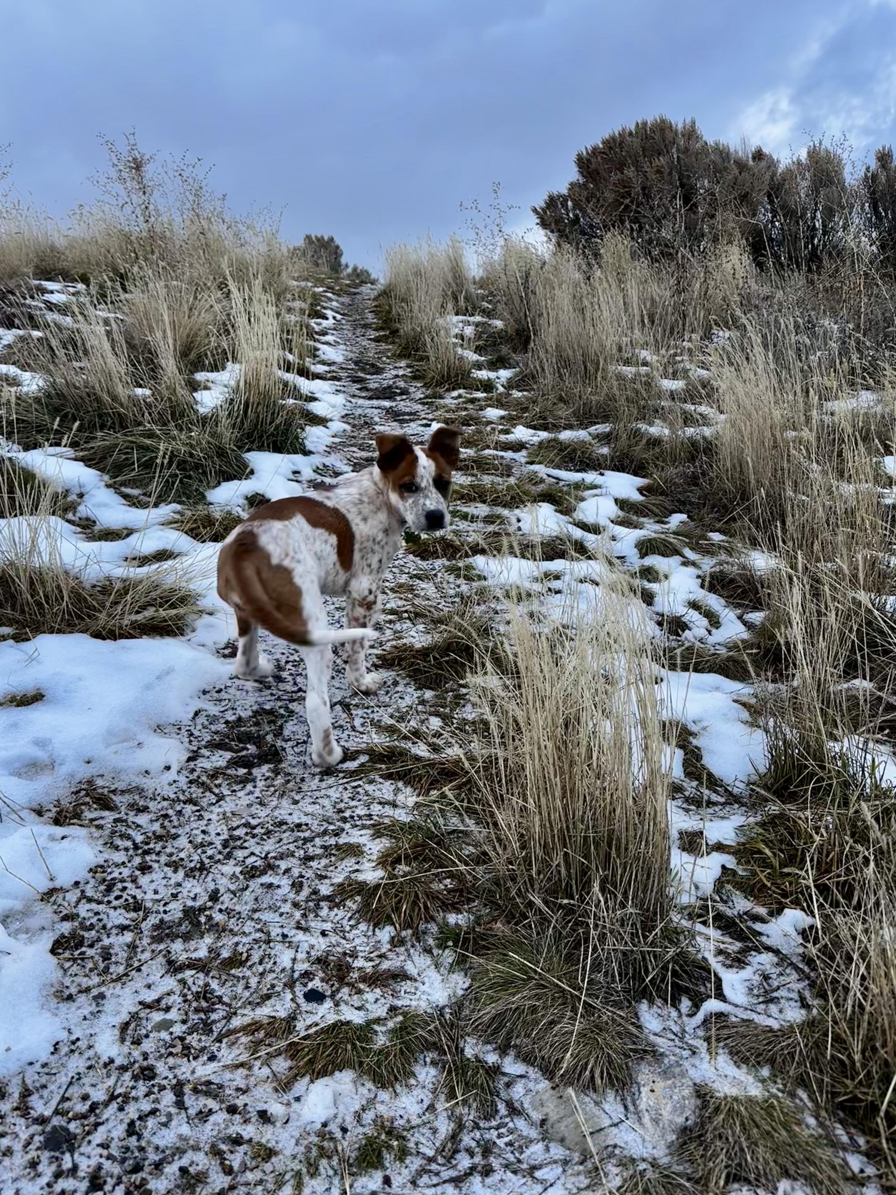 Enlarge Rowdy, an adopted mixed breed in Jackson, WY image 3/3