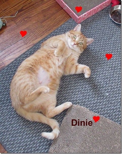 Dinie, a Adoptable mixed breed in Niagara on the Lake, ON image 6/8