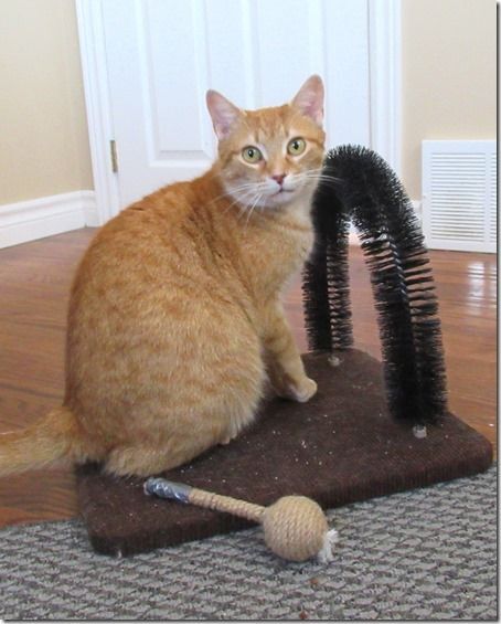 Enlarge Dinie, a Adoptable mixed breed in Niagara on the Lake, ON image 7/8