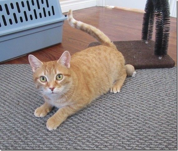 Enlarge Dinie, a Adoptable mixed breed in Niagara on the Lake, ON image 8/8