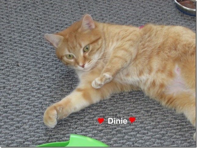 Dinie, a Adoptable mixed breed in Niagara on the Lake, ON image 1/8