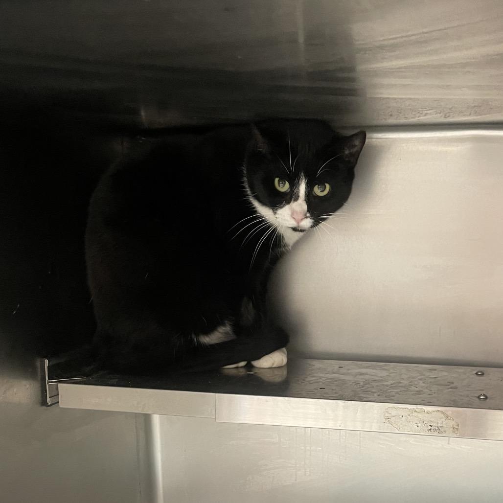 Zora, Adoptable, Adult Female Domestic Short Hair & Domestic Short Hair.