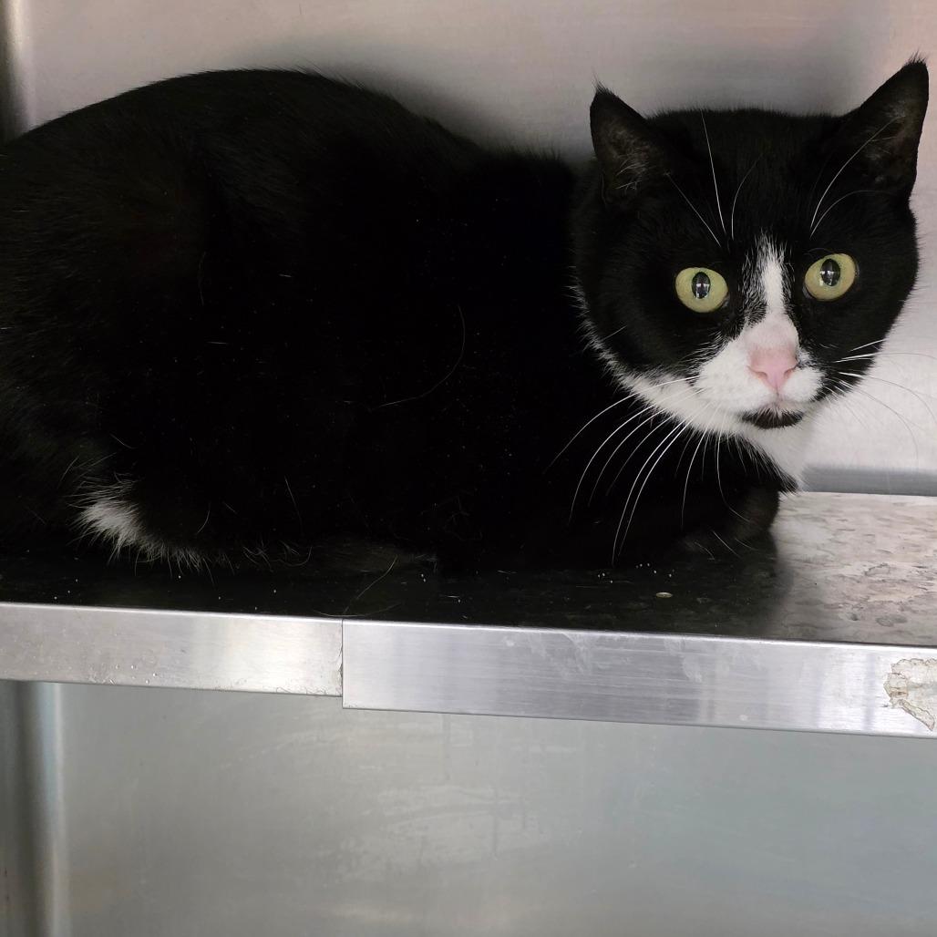 Enlarge Zora, a Adoptable mixed breed in Galax, VA image 2/2