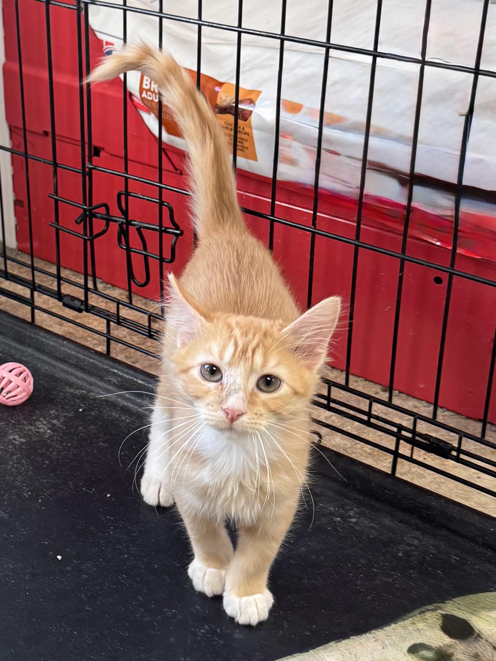 Sting, adopted, Kitten Male Domestic Short Hair.