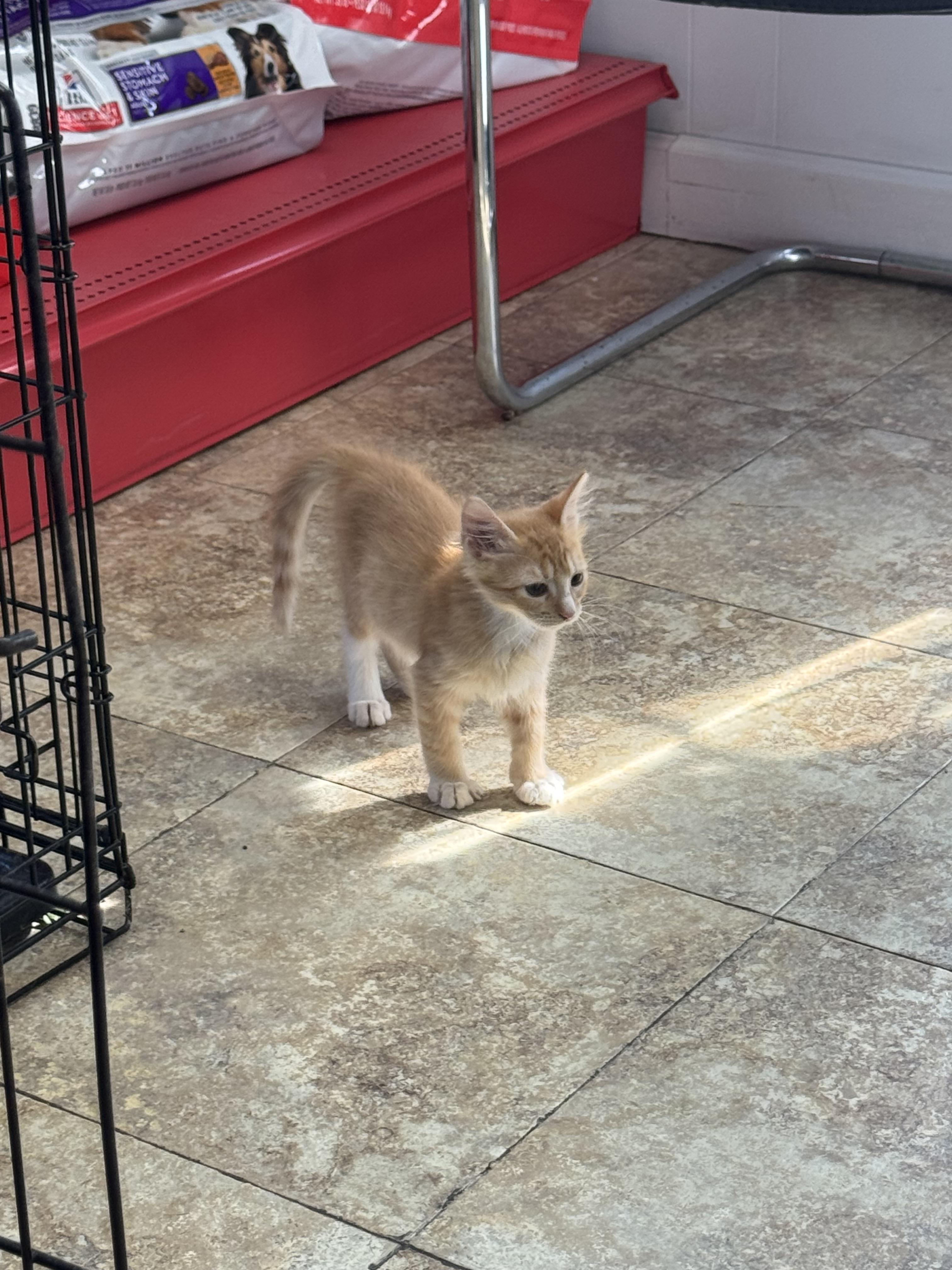 Sting, an adopted Domestic Short Hair in Seminole, OK image 2/2