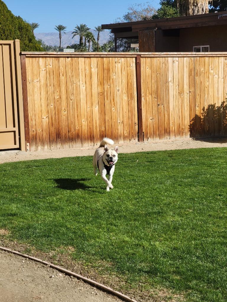 Sid, Adoptable, Young Male Pug & Siberian Husky.