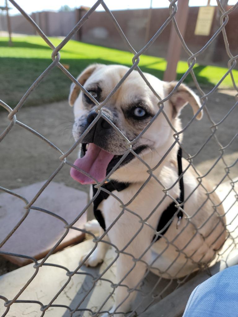 Enlarge Sid, a Adoptable mixed breed in Coachella, CA image 3/5