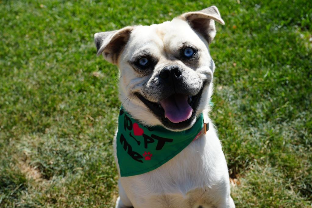 Enlarge Sid, a Adoptable mixed breed in Coachella, CA image 4/6