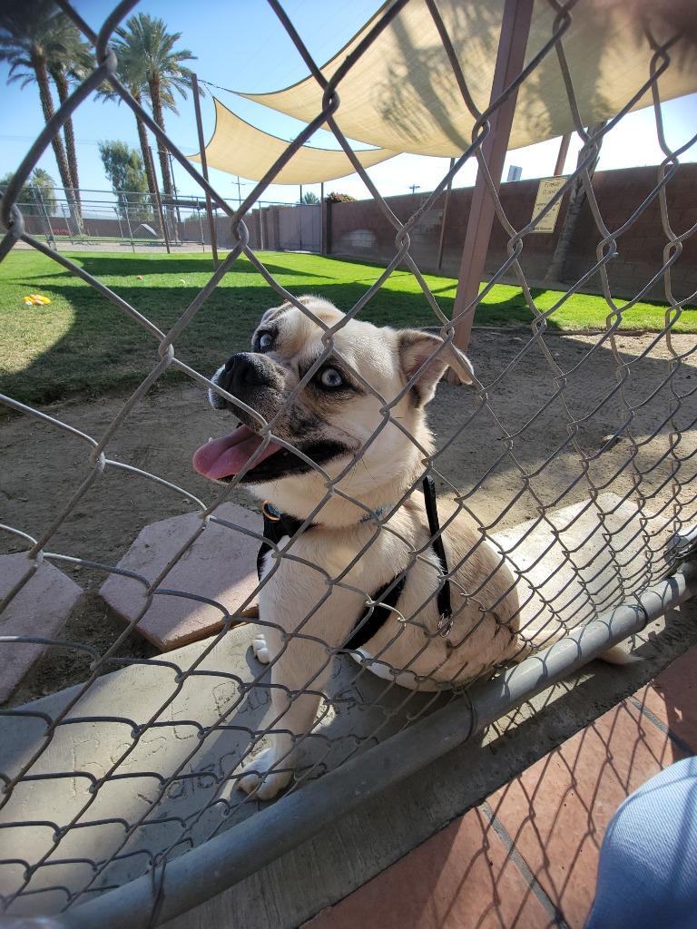 Enlarge Sid, a Adoptable mixed breed in Coachella, CA image 4/5