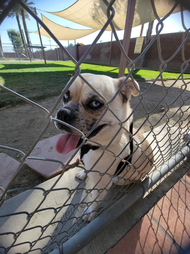 Enlarge Sid, a Adoptable mixed breed in Coachella, CA image 5/5
