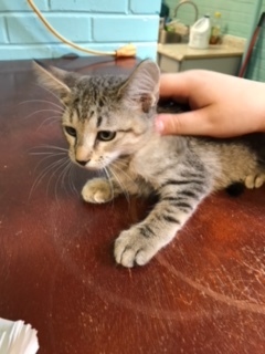 Enlarge timber, a Adoptable Domestic Short Hair in Hearne, TX image 1/3