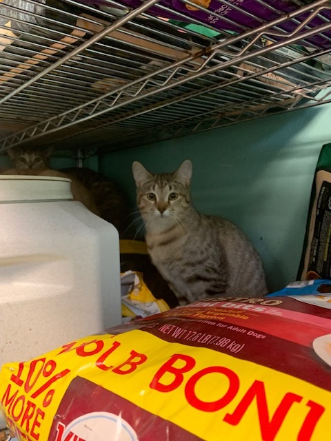 Enlarge timber, a Adoptable Domestic Short Hair in Hearne, TX image 2/3