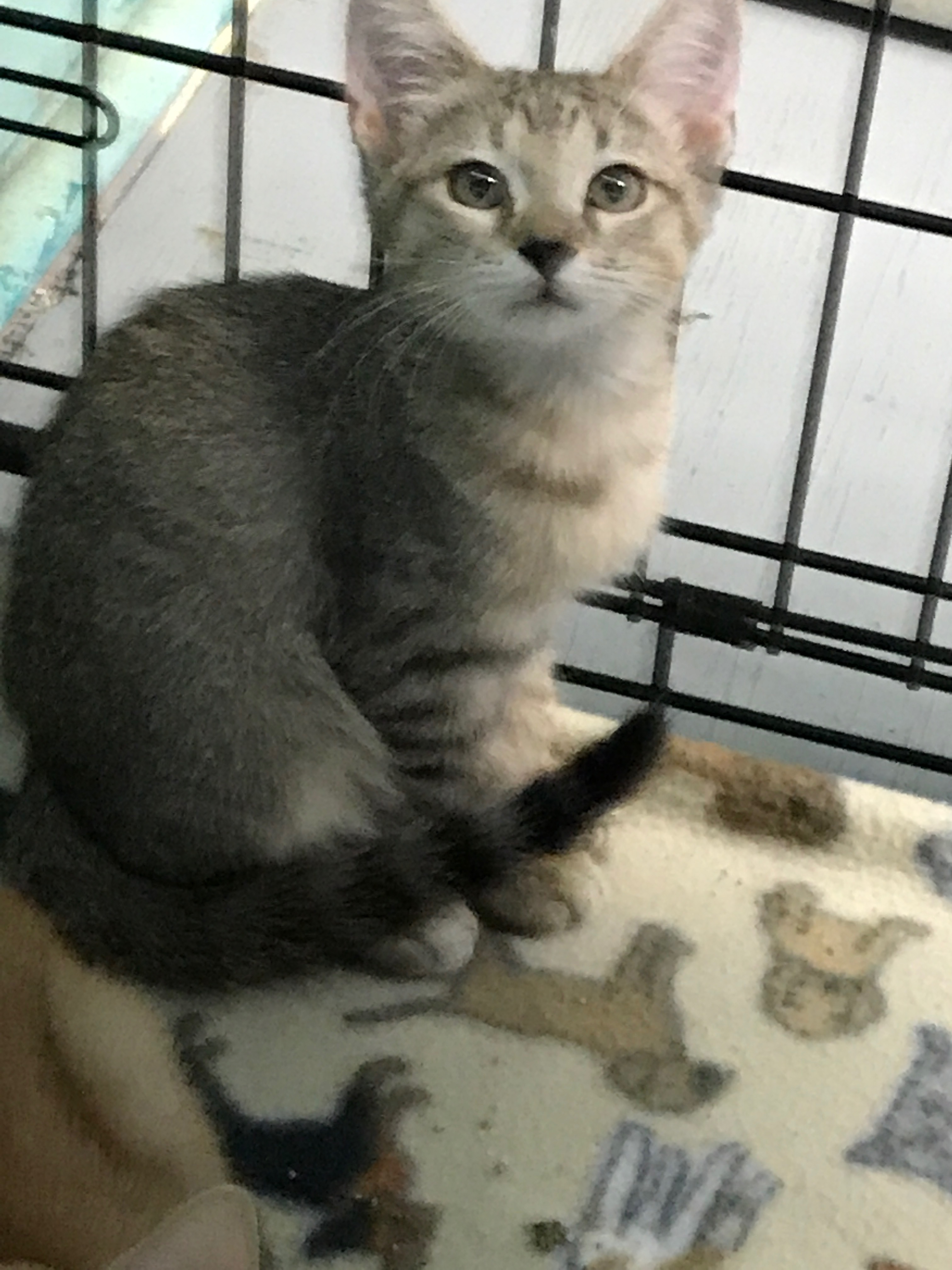 Enlarge timber, a Adoptable Domestic Short Hair in Hearne, TX image 3/3