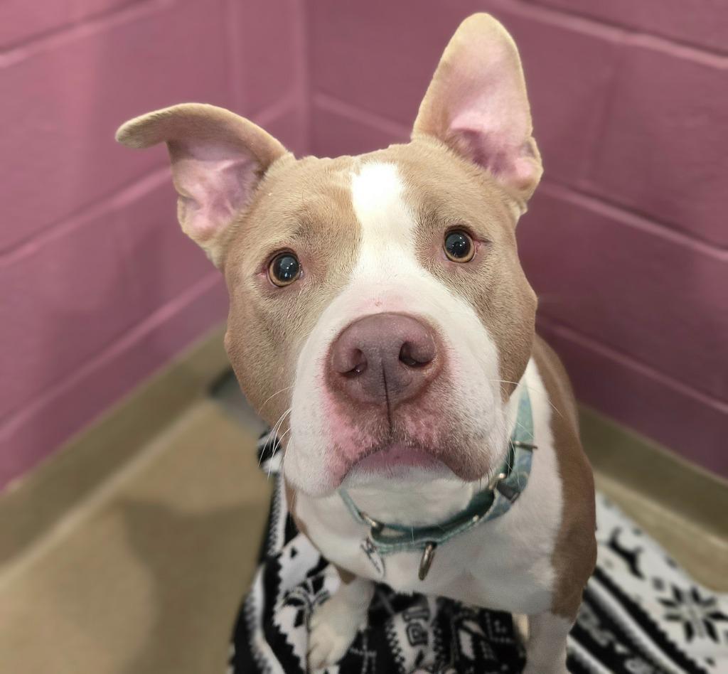 Amelia, Adoptable, Adult Female Terrier.