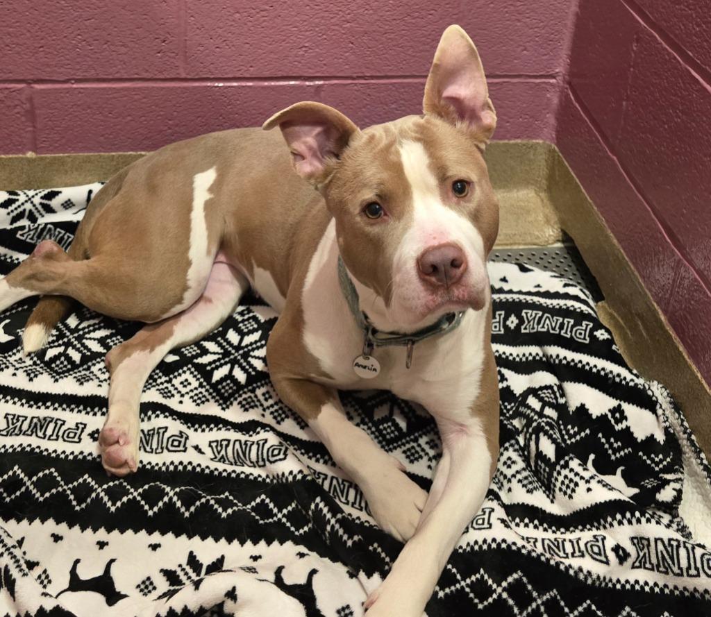 Enlarge Amelia, a Adoptable mixed breed in North Syracuse, NY image 2/6