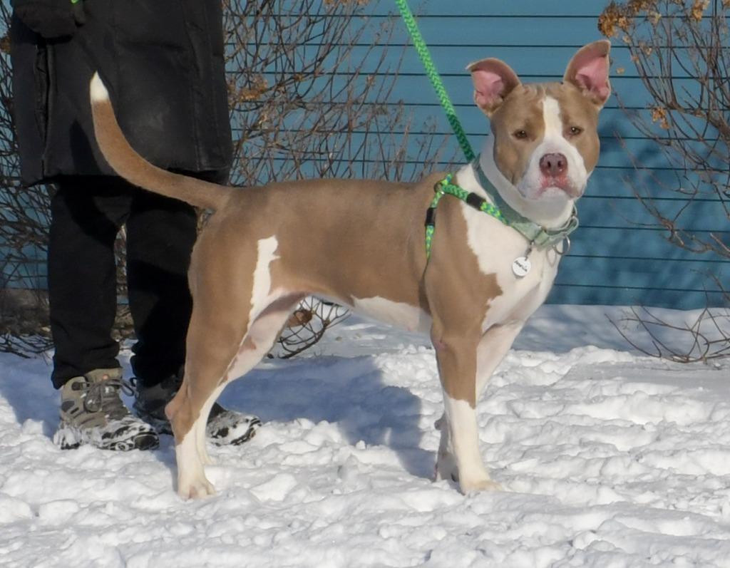 Enlarge Amelia, a Adoptable mixed breed in North Syracuse, NY image 3/6