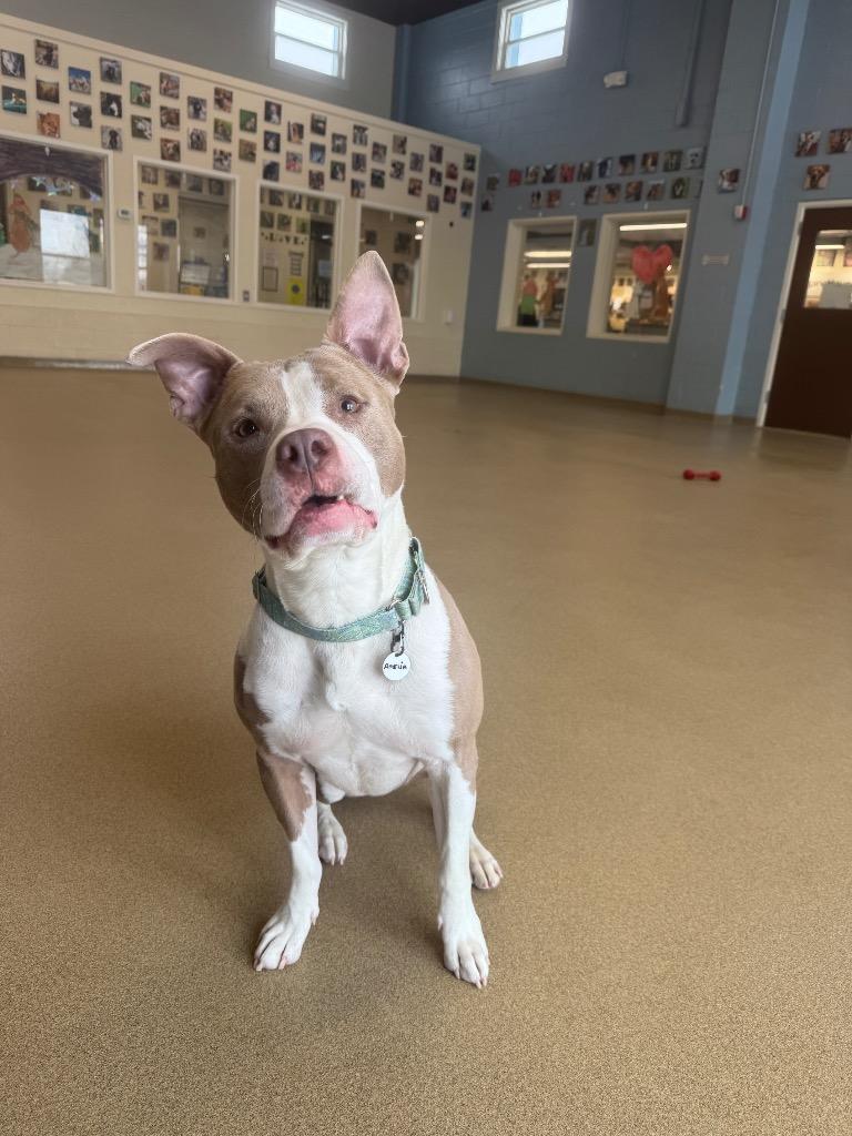 Enlarge Amelia, a Adoptable mixed breed in North Syracuse, NY image 4/6