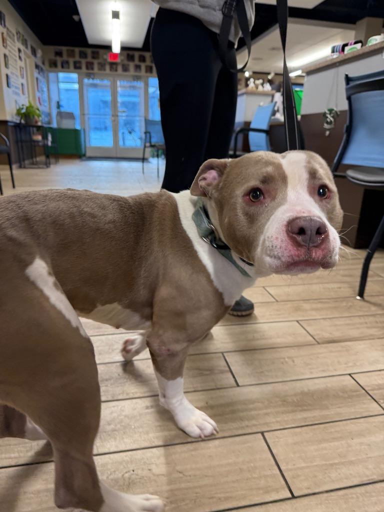 Enlarge Amelia, a Adoptable mixed breed in North Syracuse, NY image 5/6