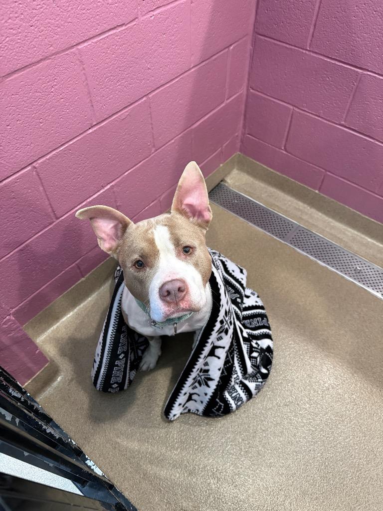 Enlarge Amelia, a Adoptable mixed breed in North Syracuse, NY image 6/6