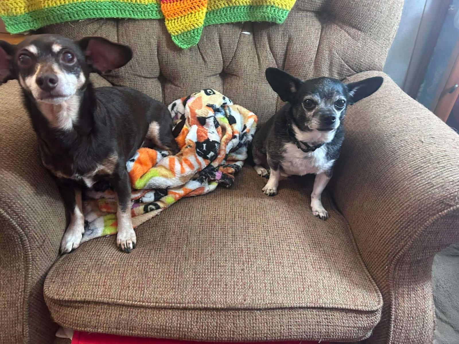 Rocky, Adoptable, Adult Male Chihuahua.