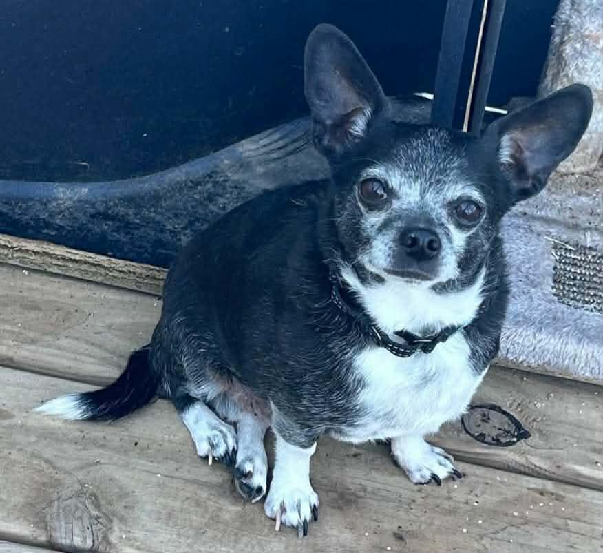 Rocky, a Adoptable Chihuahua in Ceres, VA image 2/3