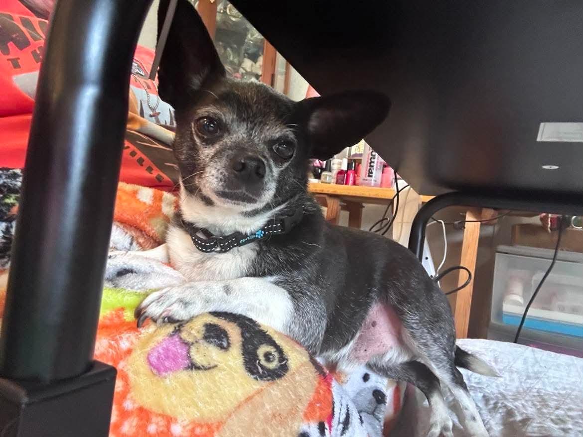 Rocky, a Adoptable Chihuahua in Ceres, VA image 3/3
