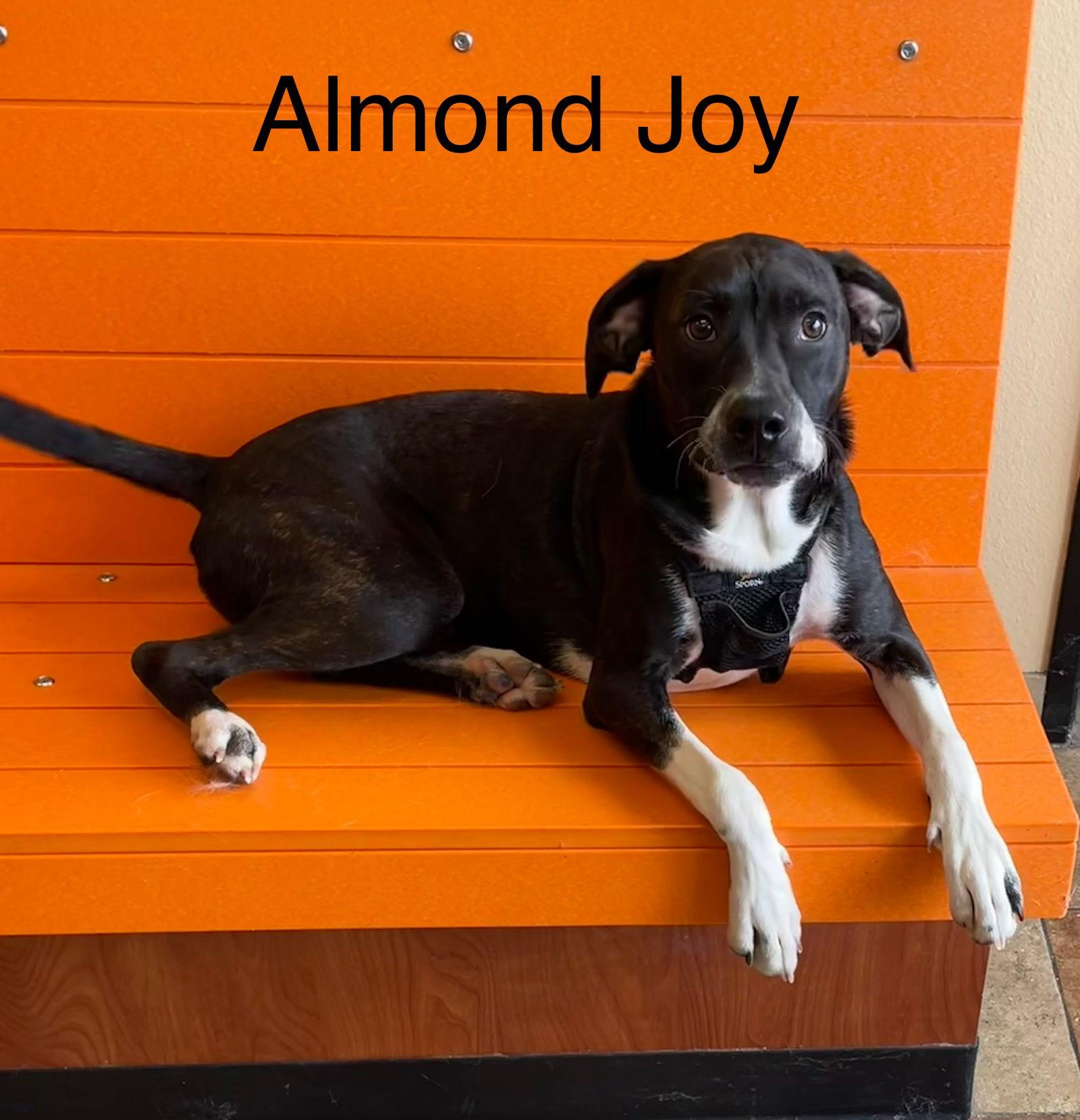 Almond Joy, Adoptable, Young Male Boston Terrier.