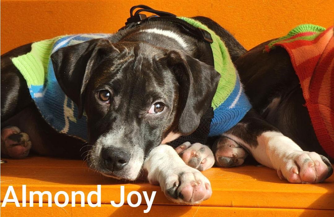 Almond Joy, a Adoptable Boston Terrier in Topeka, KS image 2/2