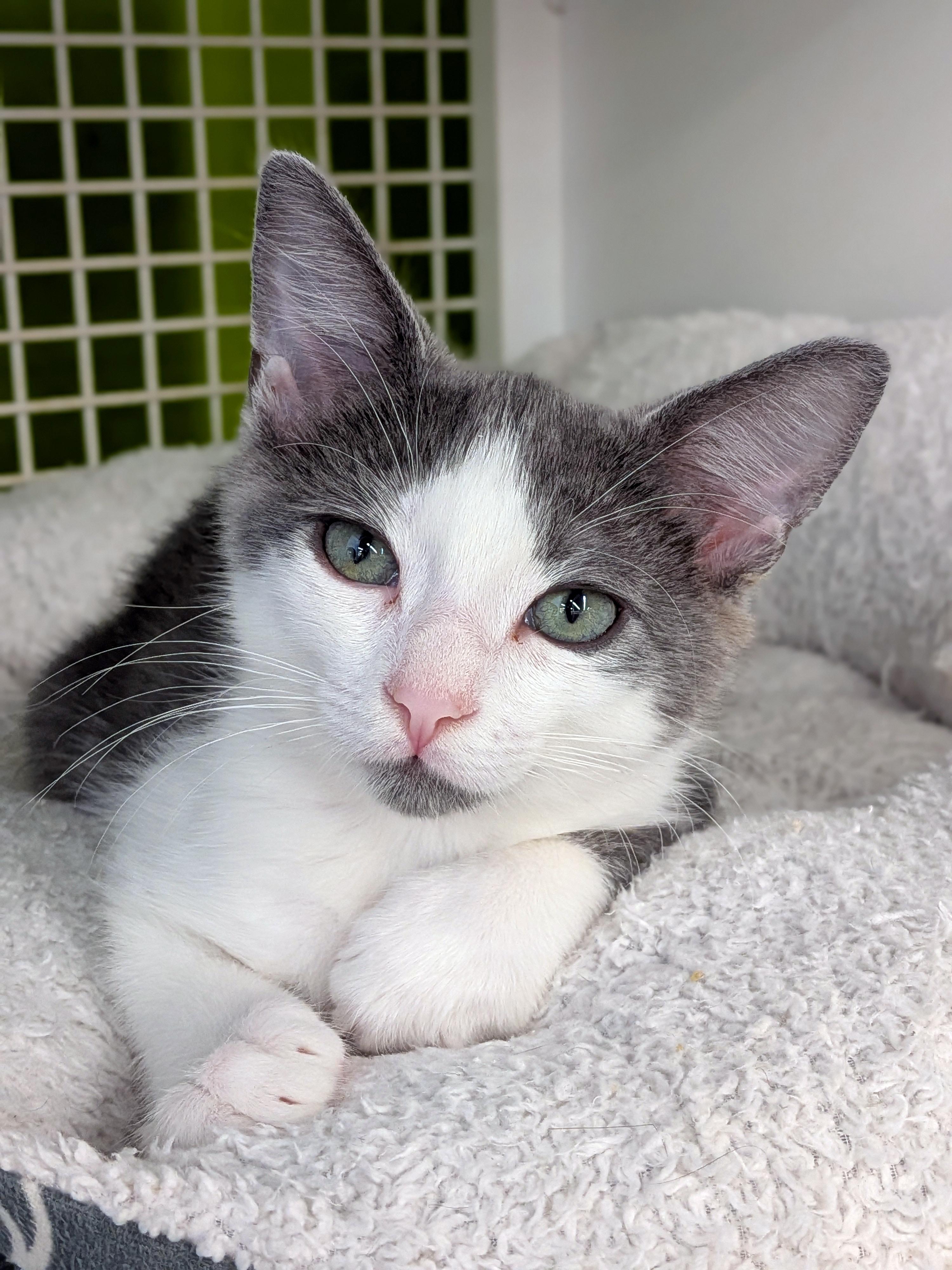 Luke, ADOPTABLE, Kitten Male Domestic Short Hair.