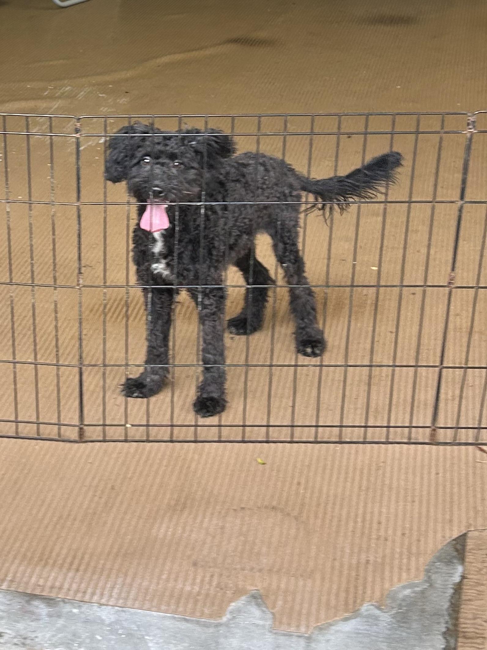 Enlarge EBONEE (mini) 14 lbs, a Adopted mixed breed in Elyria, OH image 1/4