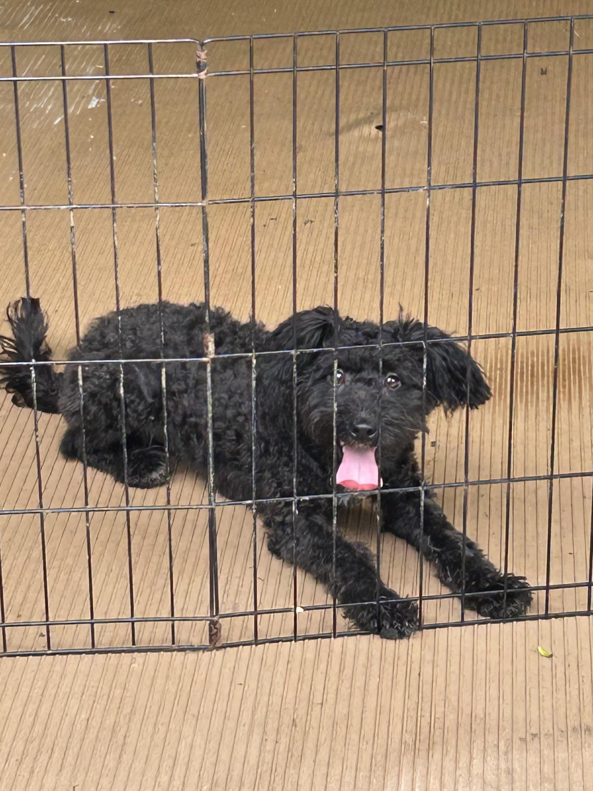 Enlarge EBONEE (mini) 14 lbs, a Adopted mixed breed in Elyria, OH image 2/4
