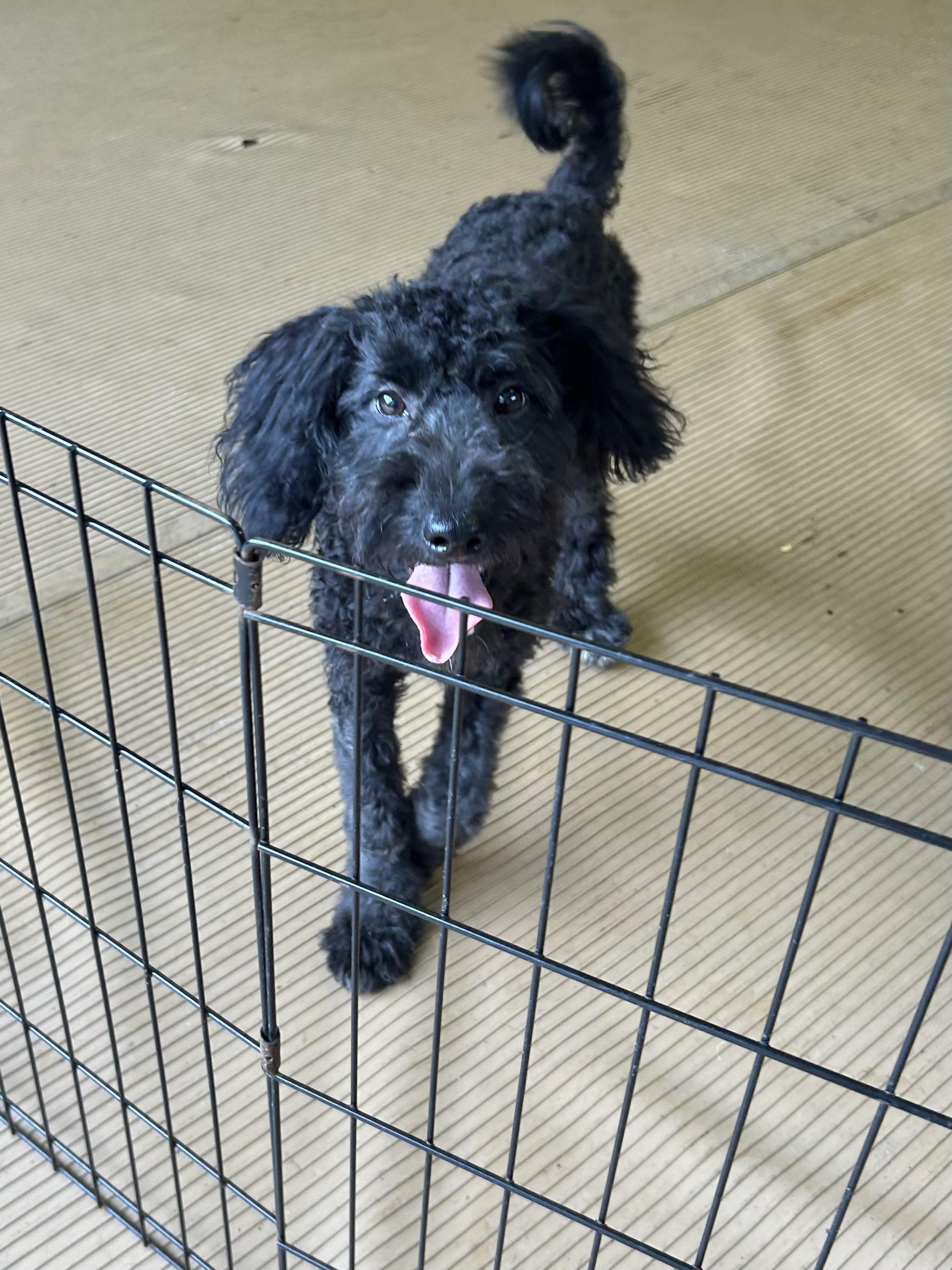 Enlarge EBONEE (mini) 14 lbs, a Adopted mixed breed in Elyria, OH image 4/4