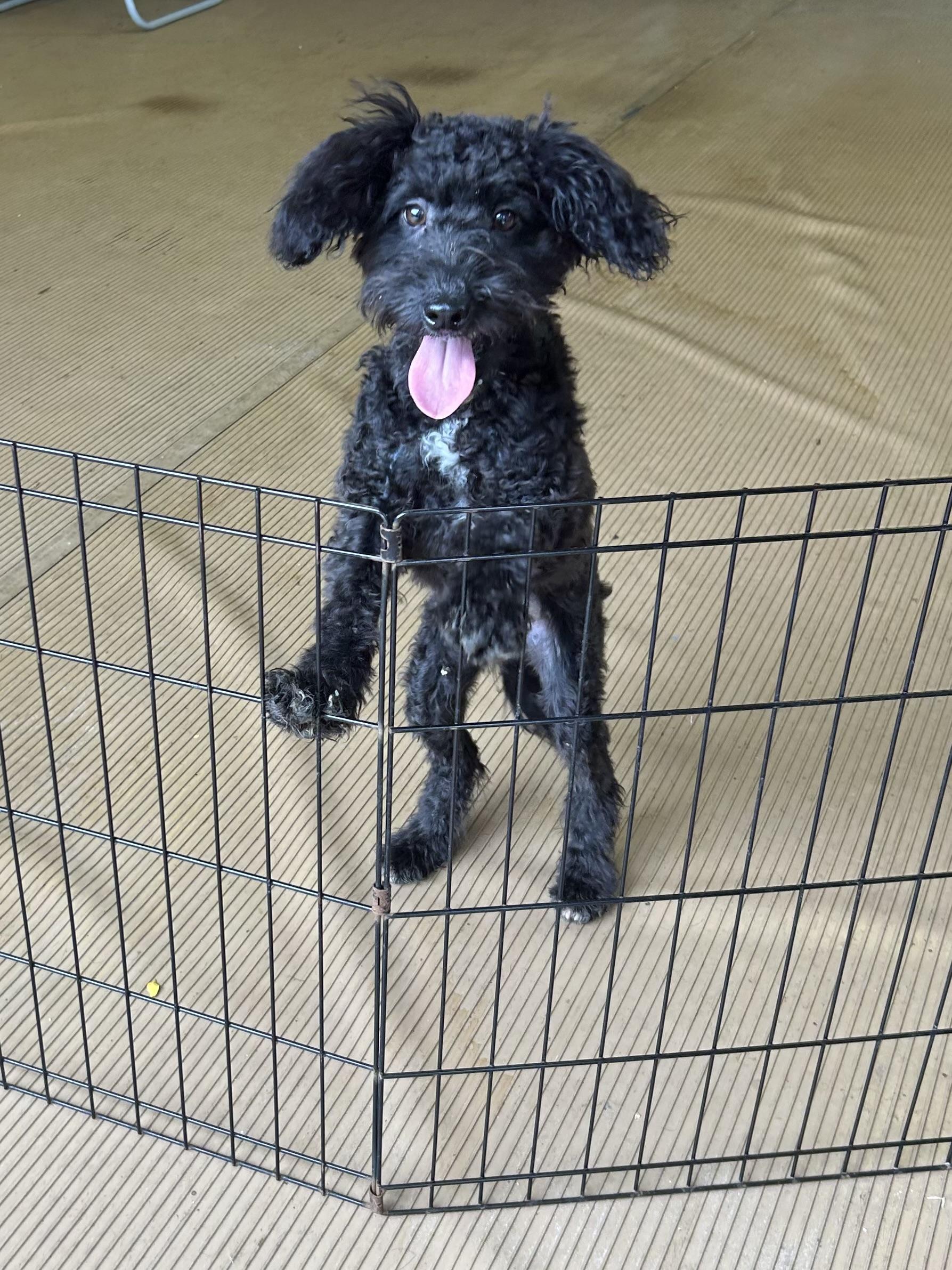 Enlarge EBONEE (mini) 14 lbs, a Adopted mixed breed in Elyria, OH image 3/4