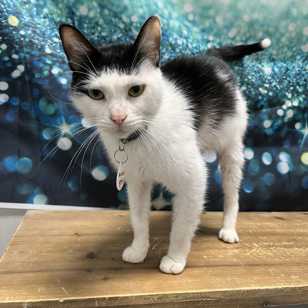 Universe, Adoptable, Adult Male Domestic Short Hair.