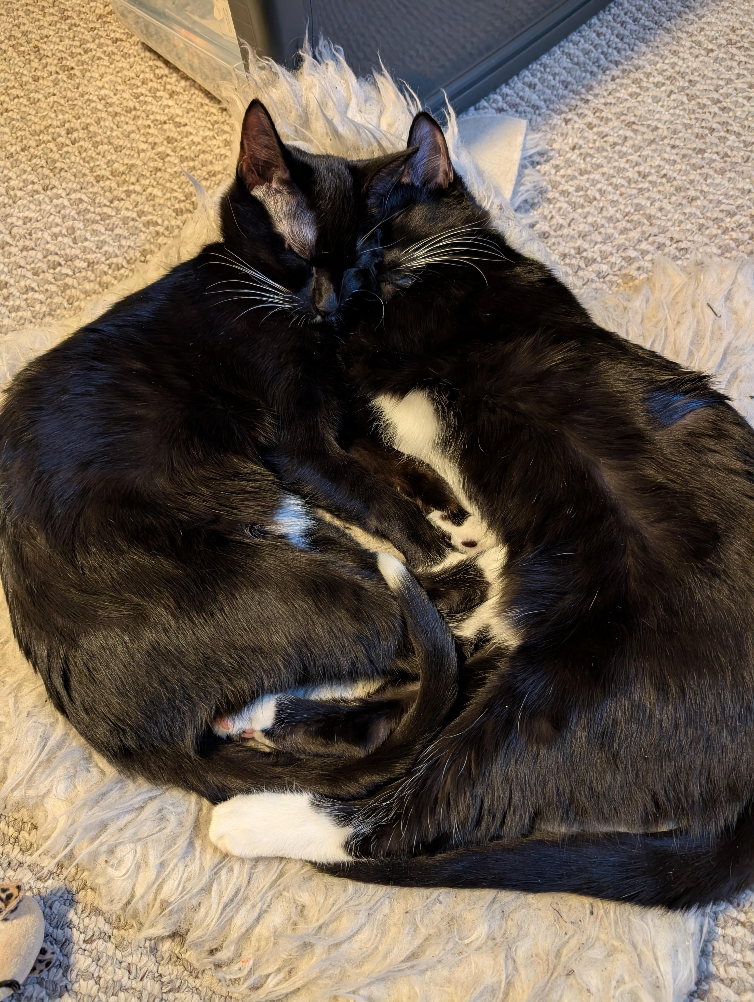 Enlarge Sophie, a Adoptable Domestic Short Hair in Chicago, IL image 5/6