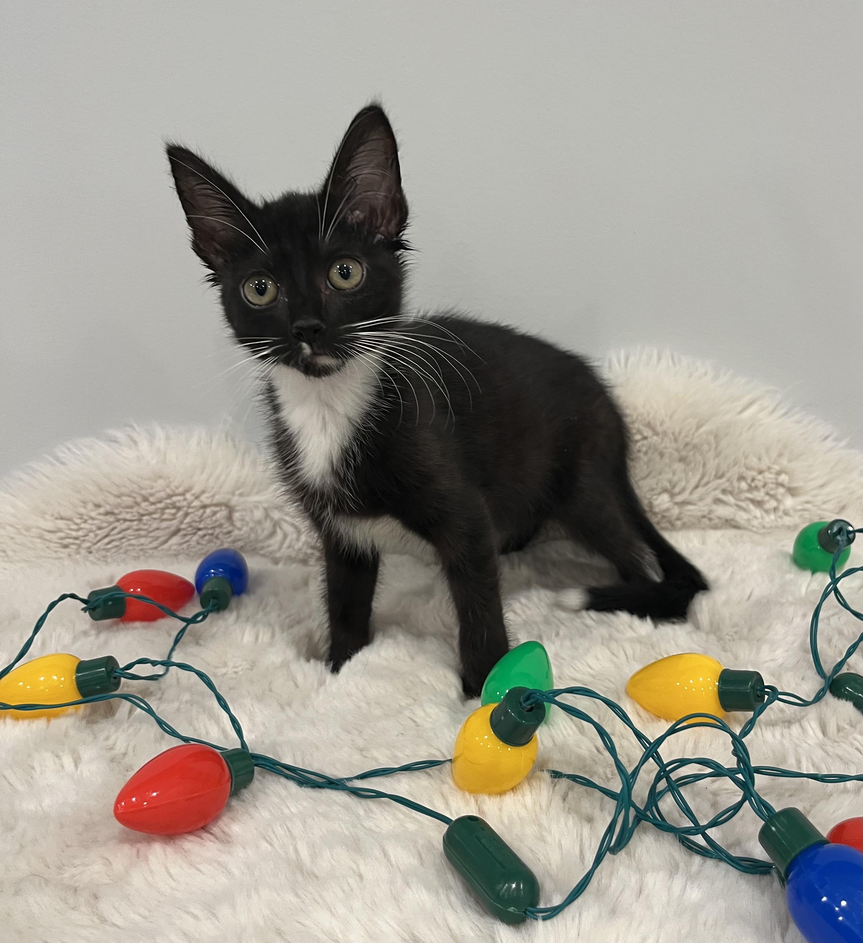 Enlarge Sophie, a Adoptable Domestic Short Hair in Chicago, IL image 2/3